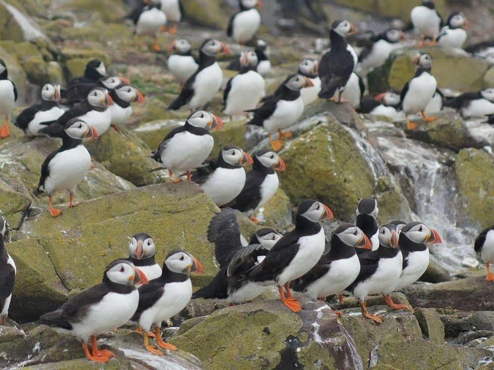 Farne Island Rooms Seahouses Extérieur photo